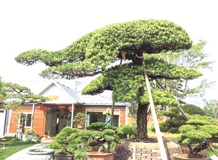 珠海森林公安成功截获110余棵被盗挖的罗汉松 抓获不法分子3人