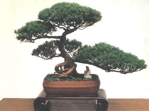 500岁&ldquo;皇家&rdquo;罗汉松喊救命