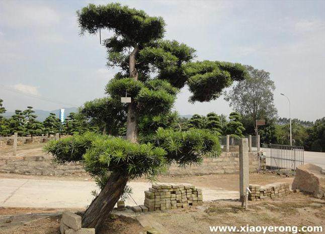 为赚钱盗挖罗汉松盆景 以38000元的价格销赃