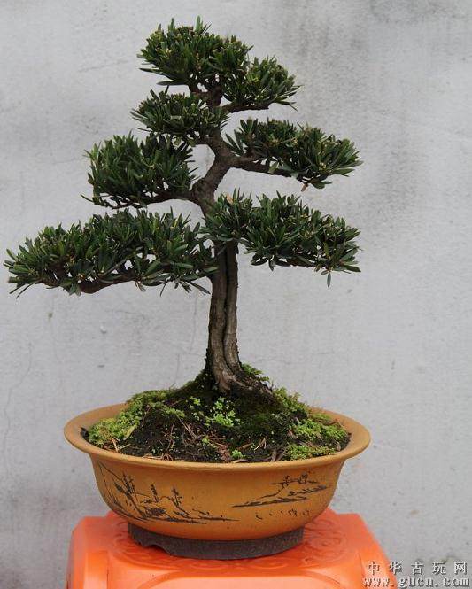 偷盗3棵罗汉松  价值人民币5800元 结果被警方抓获