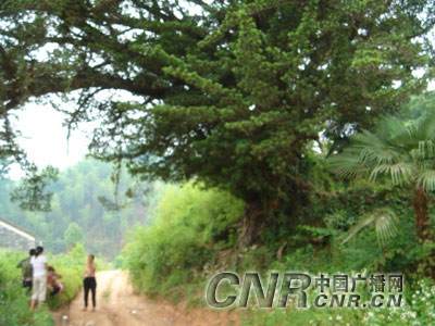 江西一村民认四千年的古罗汉松为父