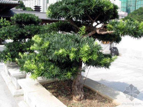 珠海追回200棵被盗罗汉松 涉案金额10余万元