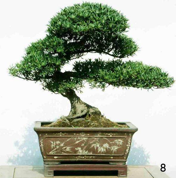 珠海查获盗挖罗汉松第一大案 一人落网