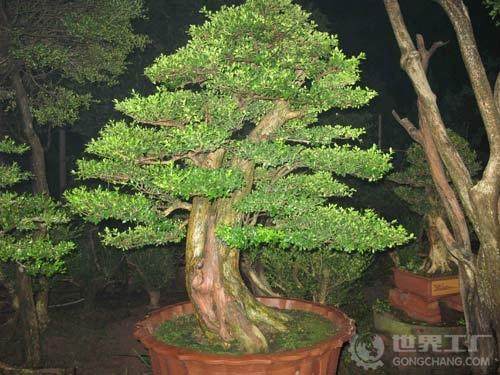 乐安发现千年罗汉松