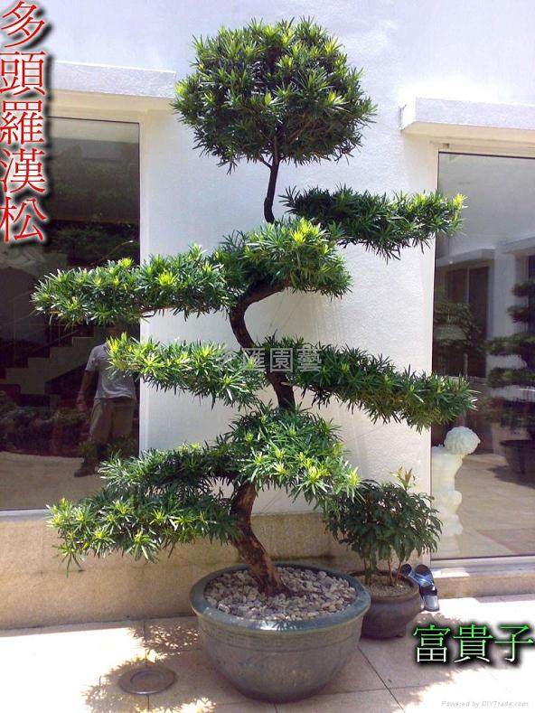 价值百万元罗汉松被盗 北碚警方快速侦破抓获嫌疑人