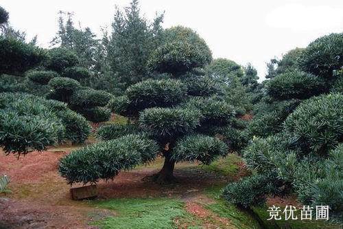 珠海有人盗挖罗汉松后欲在盆景市场上出售牟取暴利