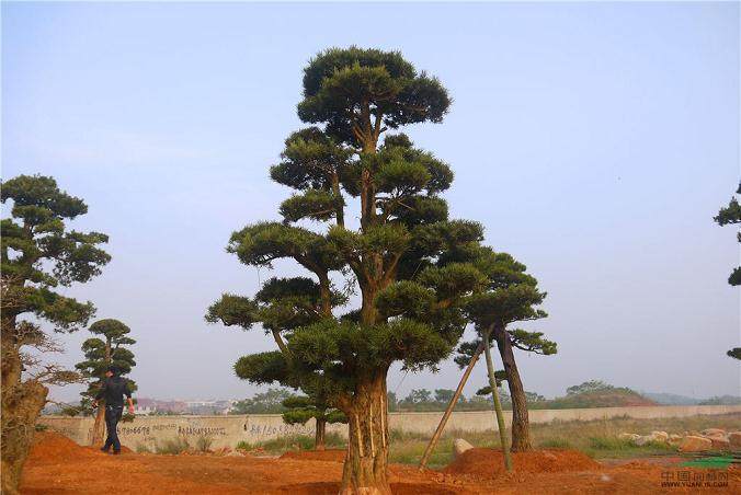 盗走五百岁罗汉松价值百万仅卖三万