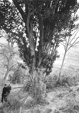 永顺千年罗汉松可望回&ldquo;家&rdquo;