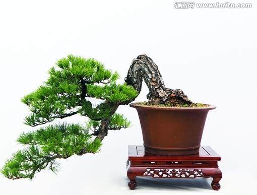 今年破盗挖案3起 区镇联手保护珍贵担杆罗汉松