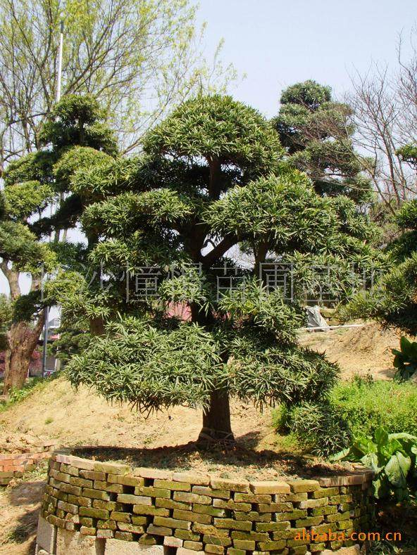 外地富商斥资250万欲购1600岁罗汉松