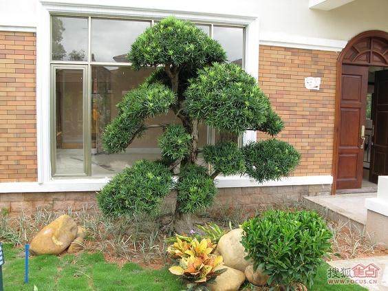 一株110万元罗汉松偷来只卖3万