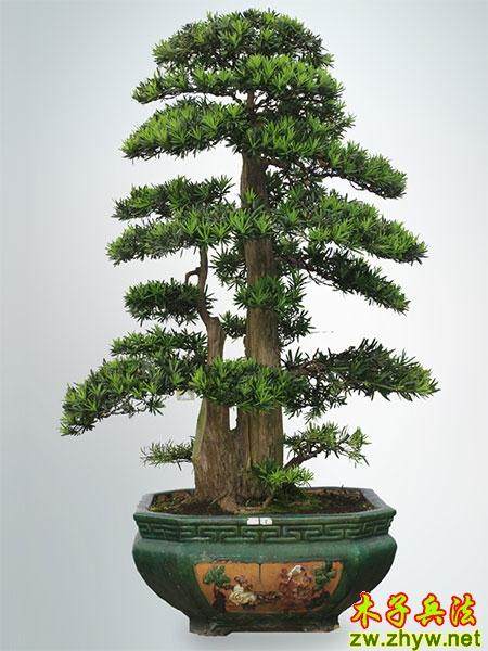 台湾罗汉松进入禅城