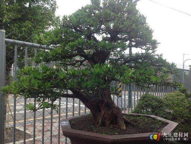 一夜之间,一棵价值15万元左右的罗汉松不翼而飞