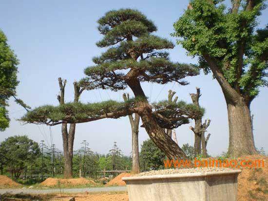 偷百万身价罗汉松　获刑15年