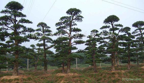 盗卖500岁古罗汉松  获刑15年