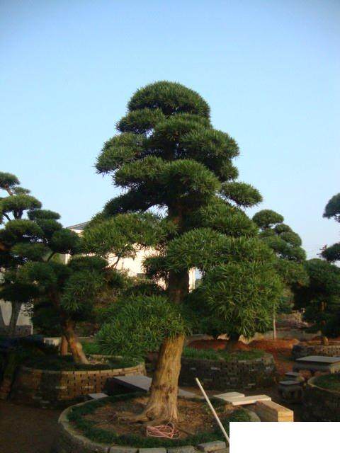 110万元的&ldquo;镇镇之宝&rdquo;罗汉松盗走 然后以3万元贱卖