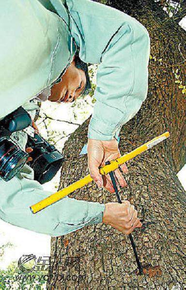 广州越秀有株罗汉松估计700岁