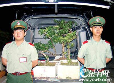 深圳溪冲检查站官兵查获涉嫌走私的国家二级保护植物罗汉松三棵