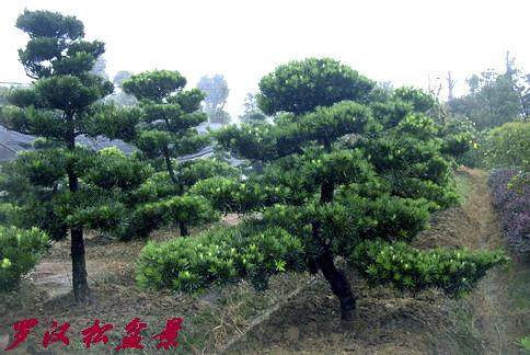 深圳查获涉嫌走私的&ldquo;罗汉松&rdquo;