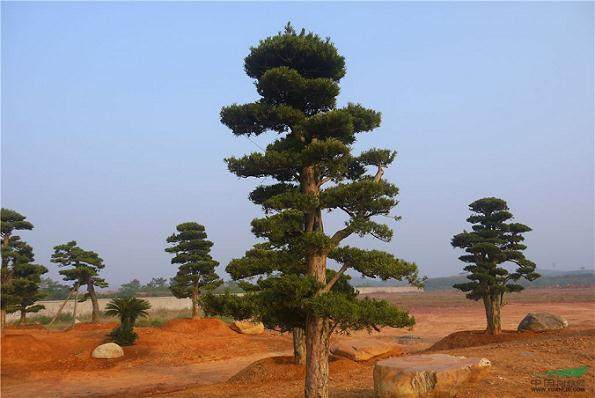 300岁罗汉松被砍断包扎输液活过来