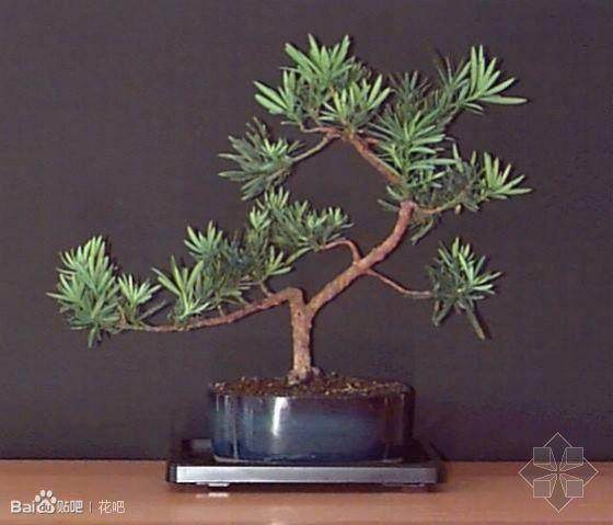 几百年罗汉松重量达四吨多