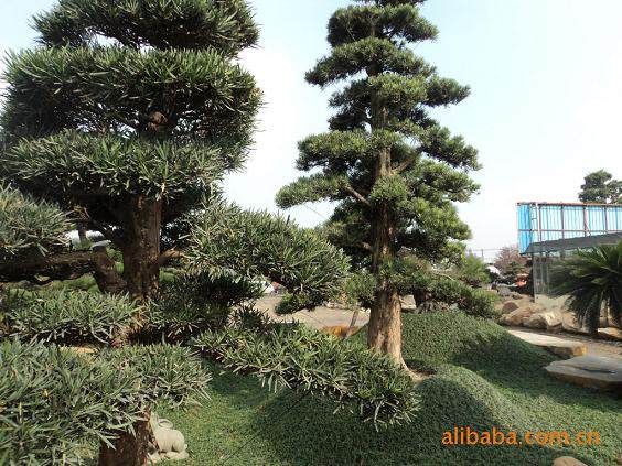 《名贵罗汉松被暂扣拍卖?》·只限市内移植却违规销售