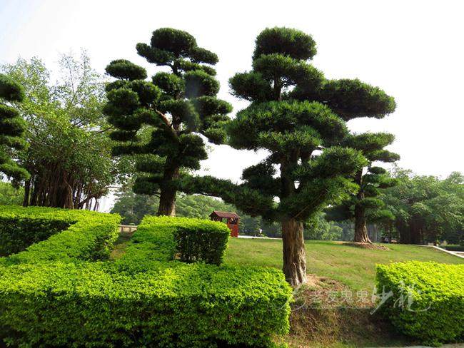 一棵树卖几万元不算贵 我们那里的罗汉松一棵卖100多万