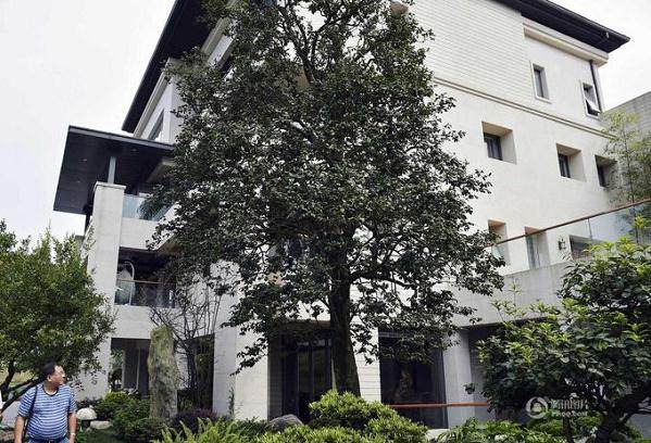 罗汉松 五针松 校园就是活的植物标本馆