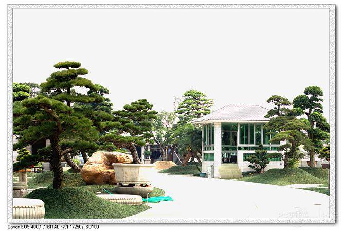 临安高虹镇陈家坎村800岁的罗汉松 被白蚁肆虐