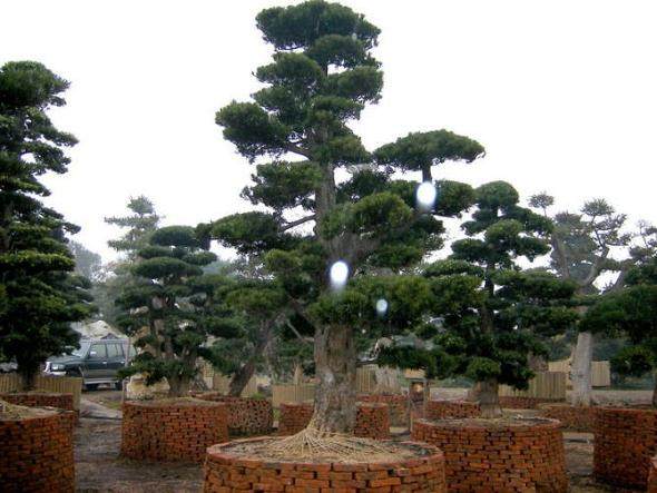 花博会期间一株罗汉松开价150万