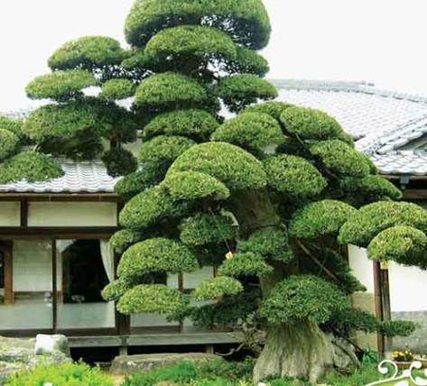 古田县一株迄今三千年罗汉松列入福建第一批树王