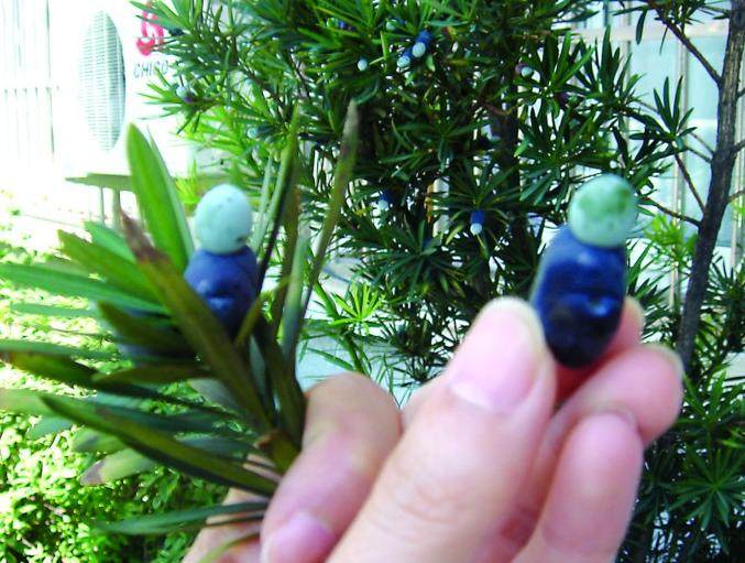 罗汉松结罗汉果--绿光头紫色身子(图)