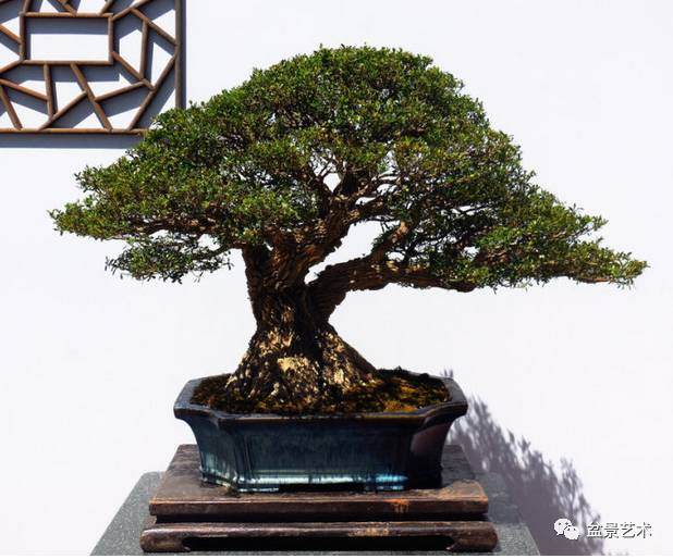 盆景艺术北海公园岭南盆景名家精品展随拍