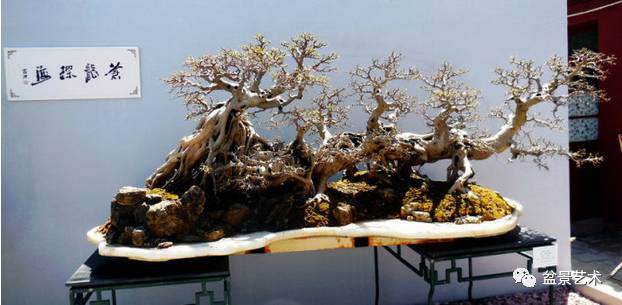 盆景艺术北海公园岭南盆景名家精品展随拍