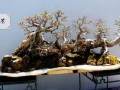 盆景艺术北海公园岭南盆景名家精品展随拍