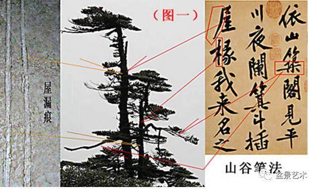 松树盆景的造型姿态和线条美