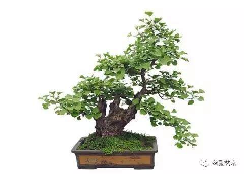 盆景艺术的树势平衡的方法