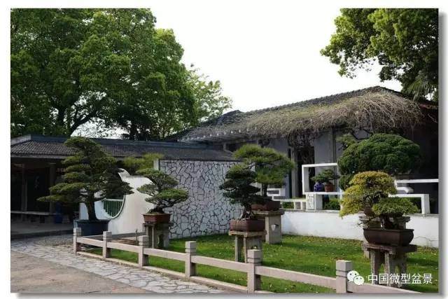 玩盆景必看~心驰神往之地