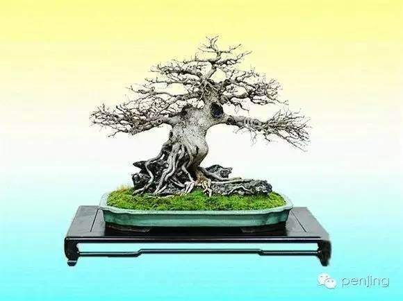 附石式盆景怎么树木生长在石上的自然风貌