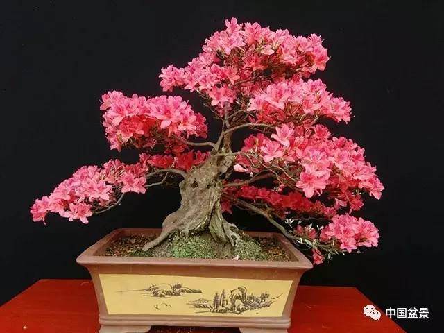 大别山园艺园映山红盆景欣赏