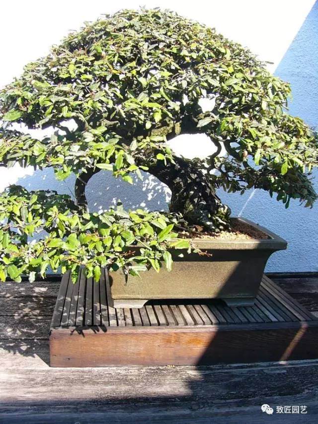 春色撩人的华盛顿盆景博物