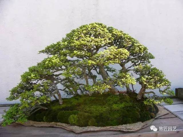 春色撩人的华盛顿盆景博物