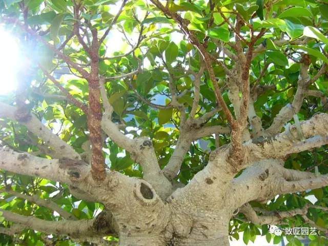 华盛顿华人盆景活动中心