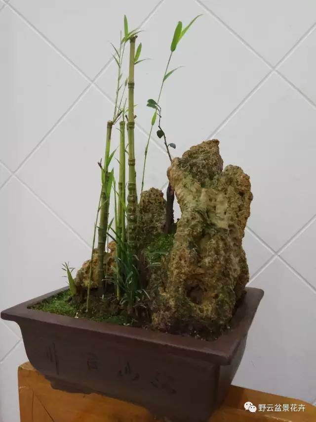 野云盆景之&mdash;&mdash;关于竹