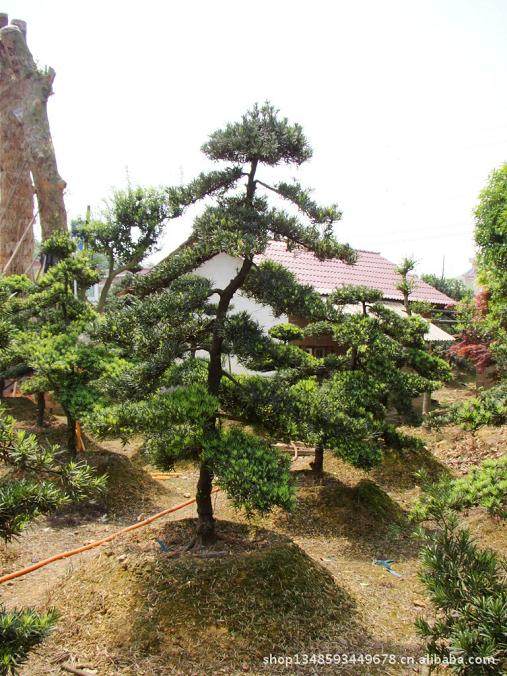 男子花21万元买罗汉松被林业部门查扣