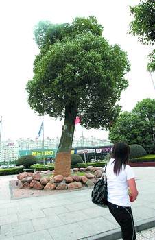 长沙幸存23棵500年以上古树 麓山寺罗汉松已1500岁