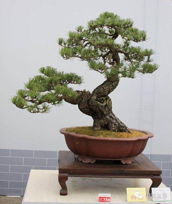 怎样防治罗汉松赤枯病?