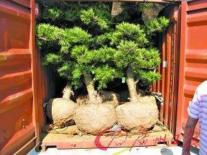 广东边防海警缉获800年走私罗汉松 图片