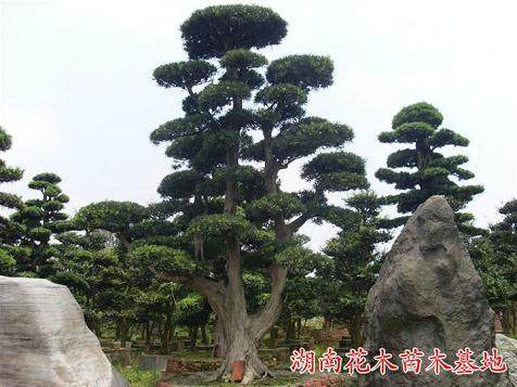 中岙村有棵罗汉松号称中国单株第一大