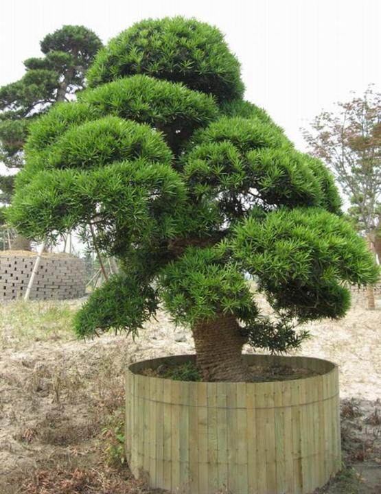 镇江市官塘桥路附近的一棵名贵树种罗汉松被盗